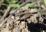 Tetriginae Pygmy Grasshopper species