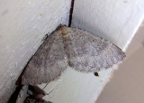 7296 - Archirhoe indefinata; Geometrid Moth species