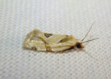 3760.1 - Aethes seriatana; Seriated Aethes Moth