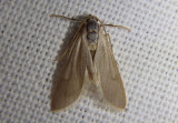 5299 - Acentria ephemerella; Water Veneer
