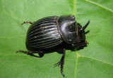 Copris fricator; Dung Beetle species; male