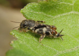 Ellipes minuta; Smaller Sand Cricket