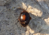 Scirtes orbiculatus; Marsh Beetle species