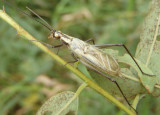 Oecanthus forbesi; Forbes Tree Cricket; male