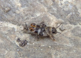 Ellipes minuta; Smaller Sand Cricket