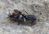 Ellipes minuta; Smaller Sand Cricket