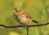 Henslows Sparrow; juvenile