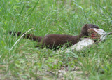 Mink with Largemouth Bass