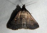 8366 - Tetanolita mynesalis; Smoky Tetanolita