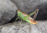Conocephalus brevipennis; Short-winged Meadow Katydid; male