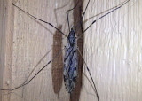 Tipula abdominalis; Giant Crane Fly