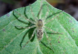 Dolomedes Fishing Spider species; juvenile