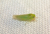 Empoasca Leafhopper species
