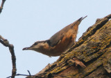 Red-breasted Nuthatch; female