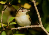 Red-eyed Vireo