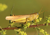 Schistocerca lineata; Spotted Bird Grasshopper 