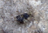 Tetriginae Pygmy Grasshopper species nymph