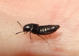 Aleochara Rove Beetle species