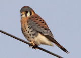 American Kestrel; male