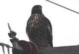 Harlans Red-tailed Hawk; juvenile