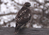 Harlans Red-tailed Hawk; juvenile