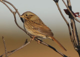 Lincolns Sparrow 