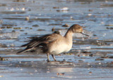 Northern Pintail; eclipse male