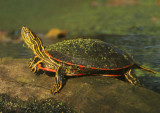 Northern Painted Turtle
