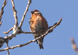 Red Crossbill; immature male 