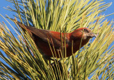 Red Crossbill; male