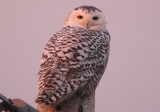 Snowy Owl; immature female