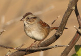Swamp Sparrow; basic