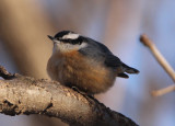 Red-breasted Nuthatch; male