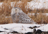 Snowy Owl; immature female