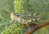 Aeoloplides turnbulli; Thistle Grasshopper