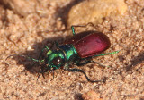 Cicindela scutellaris scutellaris; Festive Tiger Beetle 