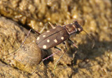 Cicindelidia ocellata; Ocellated Tiger Beetle