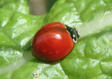Cycloneda sanguinea; Spotless Lady Beetle