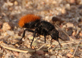 Dasymutilla Velvet Ant species; female