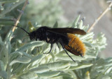 Dasymutilla Velvet Ant species; male
