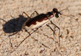 Eunota circumpicta johnsoni; Cream-edged Tiger Beetle