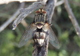 Exoristini Tachinid Fly species; male