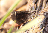 Hesperopsis alpheus; Saltbush Sootywing 