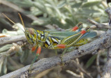 Hesperotettix viridis viridis; Snakeweed Grasshopper