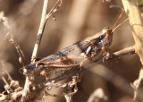 Melanoplus pictus; Pictured Spur-throat Grasshopper; female