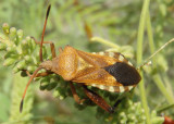 Leatherbugs