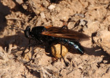 Mydas xanthopterus; Mydas Fly species