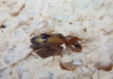 Notoxus Monocerus Beetle species