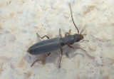 Oedemeridae False Blister Beetle species