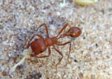 Pogonomyrmex Harvester Ant species